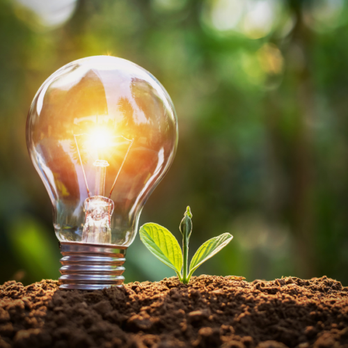 Ampoule allumée poussant sur un jeune plant dans la terre, illustrant l’innovation et la croissance de l’économie verte.